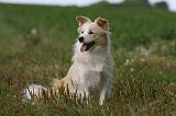 BORDER COLLIE 1091